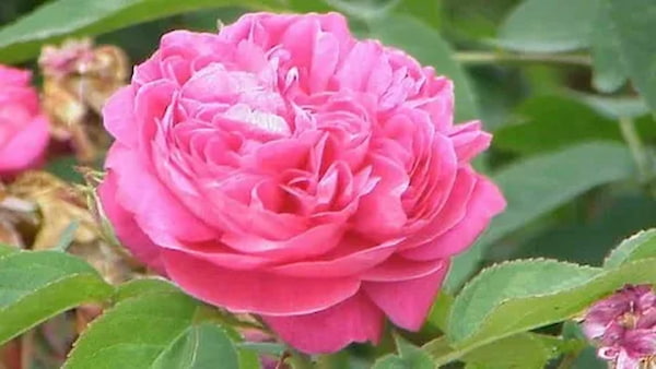 تصویر 3 از خرید و قیمت غنچه گل محمدی خشک فله + فروش صادراتی